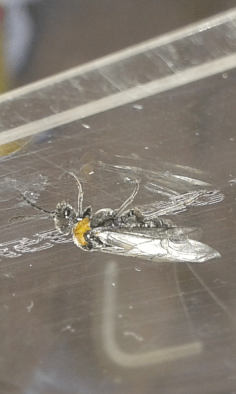 Tenthredinidae: Dolerus rufotorquatus